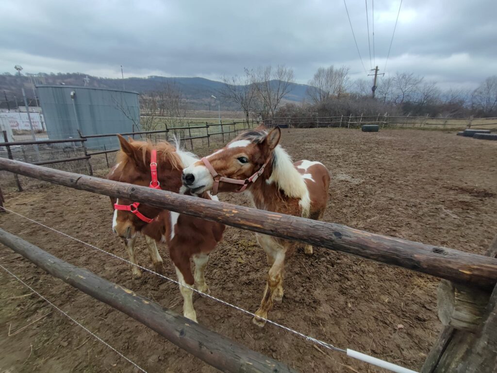 Oferte Vacanțe Familii Cu Copii Oferte vacanțe familii cu copii
